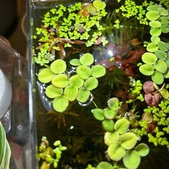 サルビニアクララータ　無農薬10株