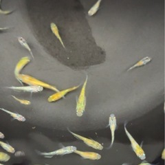 ラメメダカ（ラメ王の子供）幼魚〜若魚　10匹　