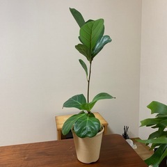 【お譲り先決まりました】観葉植物