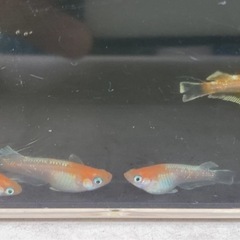 【完売しました】レッドクリフ 紅白typeメダカ・ペア
