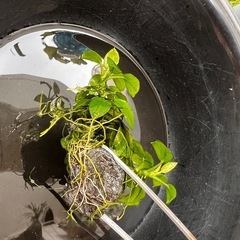 アヌビアスナナプチ 群生の画像