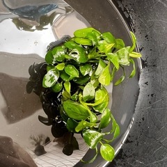 アヌビアスナナプチ 群生