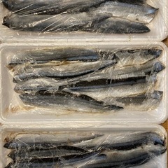 さんま　太刀魚餌専用　トルネード　23カット