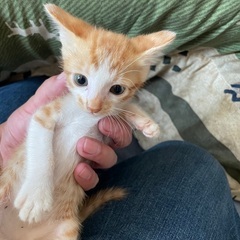 1ヶ月程度の仔猫★茶トラ