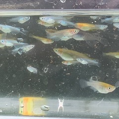 MIXめだか 楊貴妃　オロチ　ミユキ　深海　サファイヤ　雲州10匹