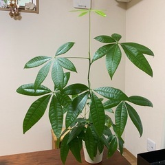 【お譲り先決まりました】観葉植物