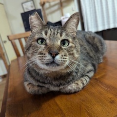 温厚でやさしい、大柄なキジトラ大人猫さん