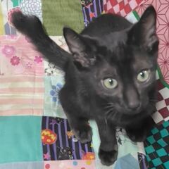 やんちゃな黒くんは走るの大好き♡