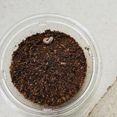 能勢YG血統オオクワガタの幼虫①４頭　頭の画像