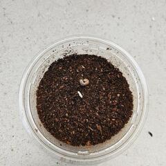 能勢YG血統オオクワガタの幼虫①４頭　頭の画像