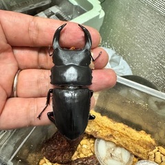 
オオクワガタ　能勢YG血統　ペア　➕おまけ♀  決済方法相談可