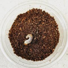 能勢ＹG血統オオクワガタの幼虫④　３頭の画像