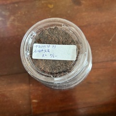 サキシマヒラタクワガタ　幼虫４頭セット