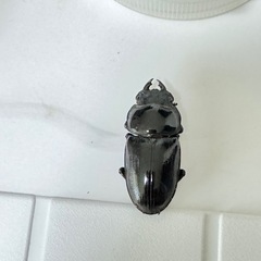 オオクワガタ　能勢YG血統　メス♀３匹セット