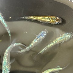 メダカ　ネプチューン　タマゴ