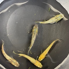 メダカ　琥珀ラメ　タマゴ