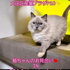 9/1（日）譲渡会。4歳ラグドール♀ブルーポイントミテッド(⋈◍...