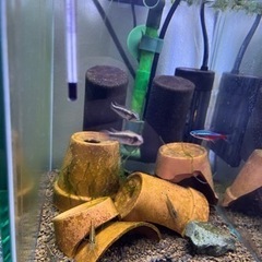 アピストグラマ エリザベサエ メス2匹の画像