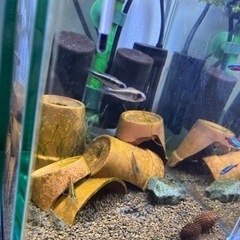 アピストグラマ エリザベサエ メス2匹の画像