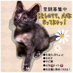 ※新規受付中止します※さび猫ちゃん！