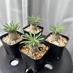 ソテツキリン 1株の画像