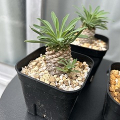 ソテツキリン 1株の画像