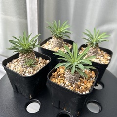 ソテツキリン 1株