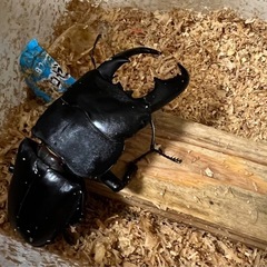 【値下げ】マリンドッケヒラタクワガタ ♂の画像