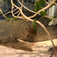 ブッシープレコ　ロングフィンタイプ　幼魚2匹の画像