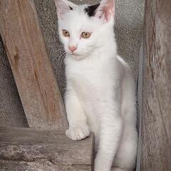 【優しい里親さん決まりました】オス白猫　 - 一関市