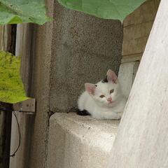 【優しい里親さん決まりました】オス白猫　 − 岩手県