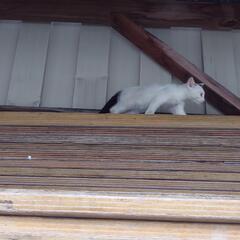 【優しい里親さん決まりました】オス白猫　 - 猫