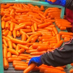 ■人参の箱詰め作業■札幌発■送迎有時給1100円の画像