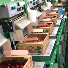 余市町でトマト🍅の選別　日払　送迎　有の画像