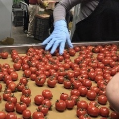 余市町でトマト🍅の選別　日払　送迎　有の画像