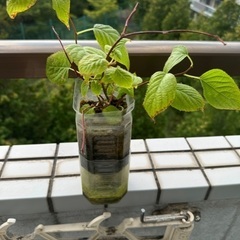 またたび　猫　観葉植物　ガーデニング