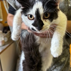 生後半年の白黒長毛猫ちゃん