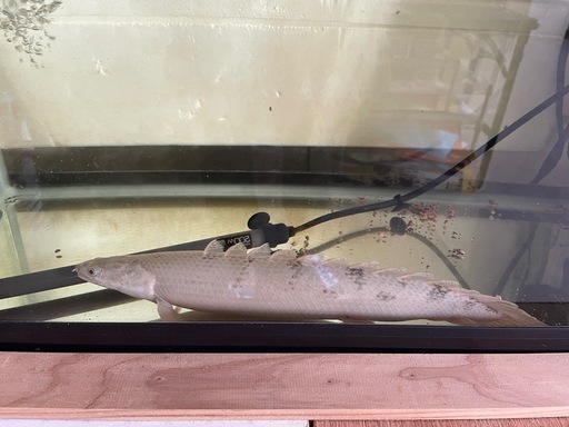 熱帯魚と60センチ水槽セット