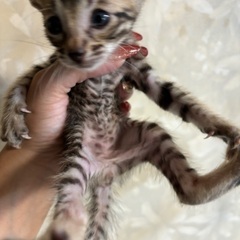 ベンガル子猫 - 猫