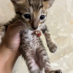 ベンガル子猫 - かほく市
