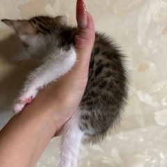 ベンガル子猫 − 石川県