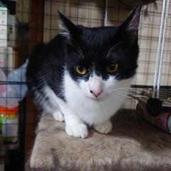 猫　二匹（白黒・ふじ）