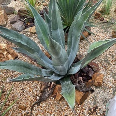 アメリカーナ特大株【ご自身で掘り上げる場合5000円引き】の画像