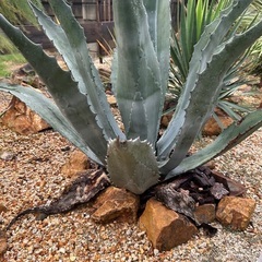 アメリカーナ特大株【ご自身で掘り上げる場合5000円引き】の画像