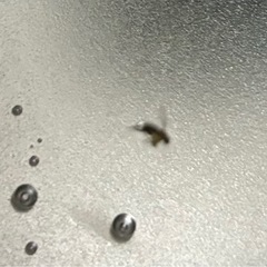 謎の虫に困ってます