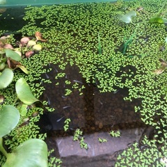青メダカの稚魚