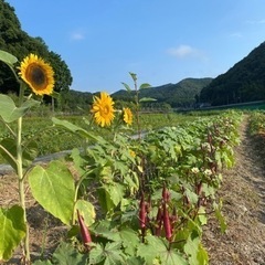 【仲間募集】豊能で一緒に畑を楽しみませんか？ in 豊能町