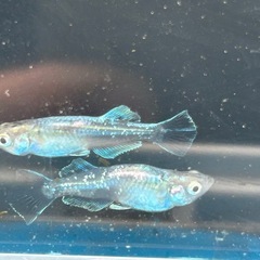 ブルージェイメダカ若魚5匹500円
の画像