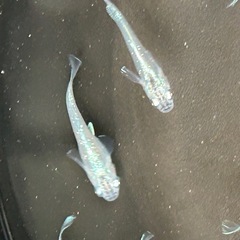 ブルージェイメダカ若魚5匹500円
の画像