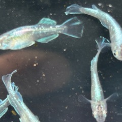 ブルージェイメダカ若魚5匹500円
の画像